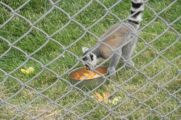 Besøg i Odsherred Zoo