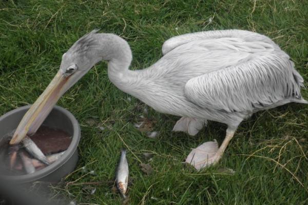 Besøg i Odsherred Zoo