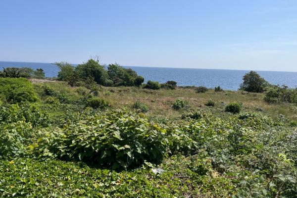 Halleklippens grund- og naturområde